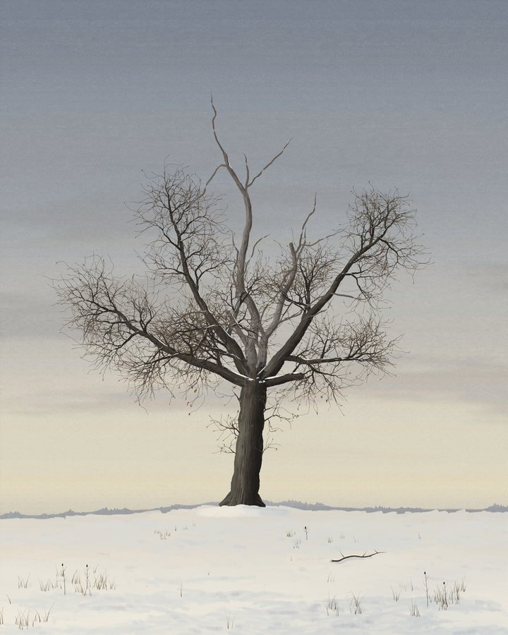 An old stag-headed oak, two bleached dead limbs standing above its living crown and one limb sawn to a stub, stands alone on a low swell of snow under a cold gray-blue sky, a fallen limb half buried at the right.