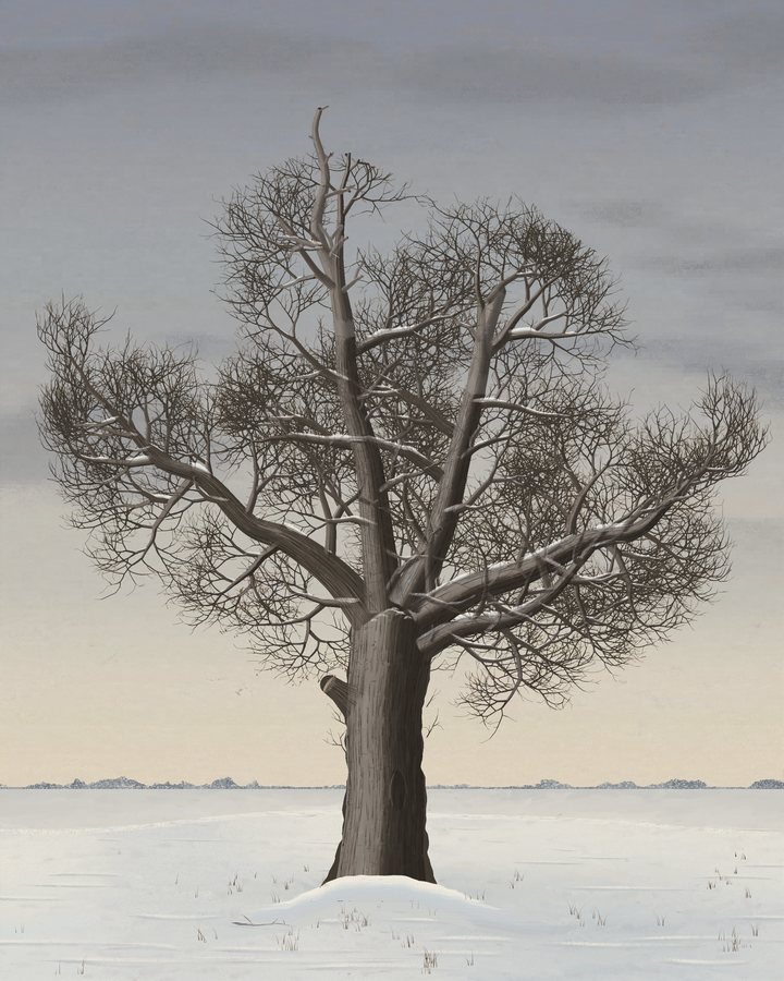An old stag-headed oak with a sawn stump and an old wound stands alone on a low rise of snow under a pale overcast sky, seen from low down so the horizon crosses its lower trunk.