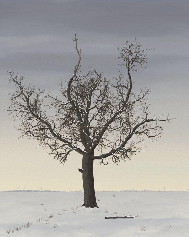 An old stag-headed oak, its dead silver-gray leader standing above a round live crown, stands alone in a snowfield under a low overcast sky, seen from low down with a fallen limb half buried at its foot.
