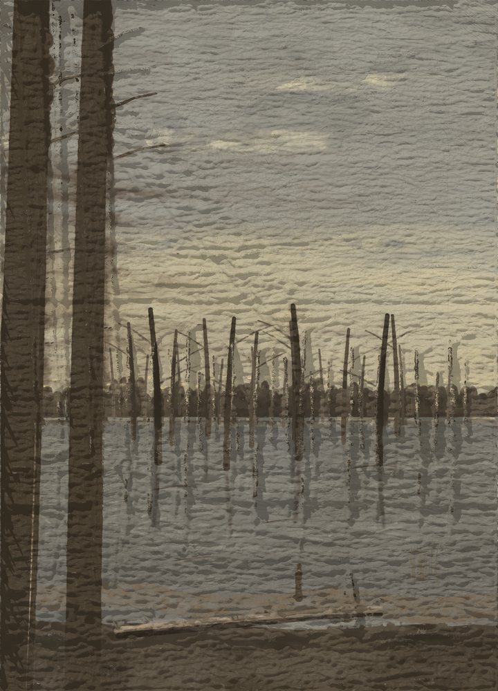 Tall birch trunks rising from a flooded wood under an evening sky.